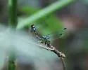 Blue-faced Ringtail - photo 2