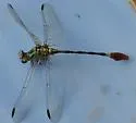 Blue-faced Ringtail - photo 3