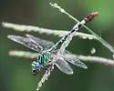 Blue-faced Ringtail - photo 4