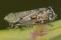Errastunus ocellaris - photo 2
