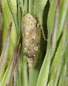 Errastunus ocellaris - photo 4