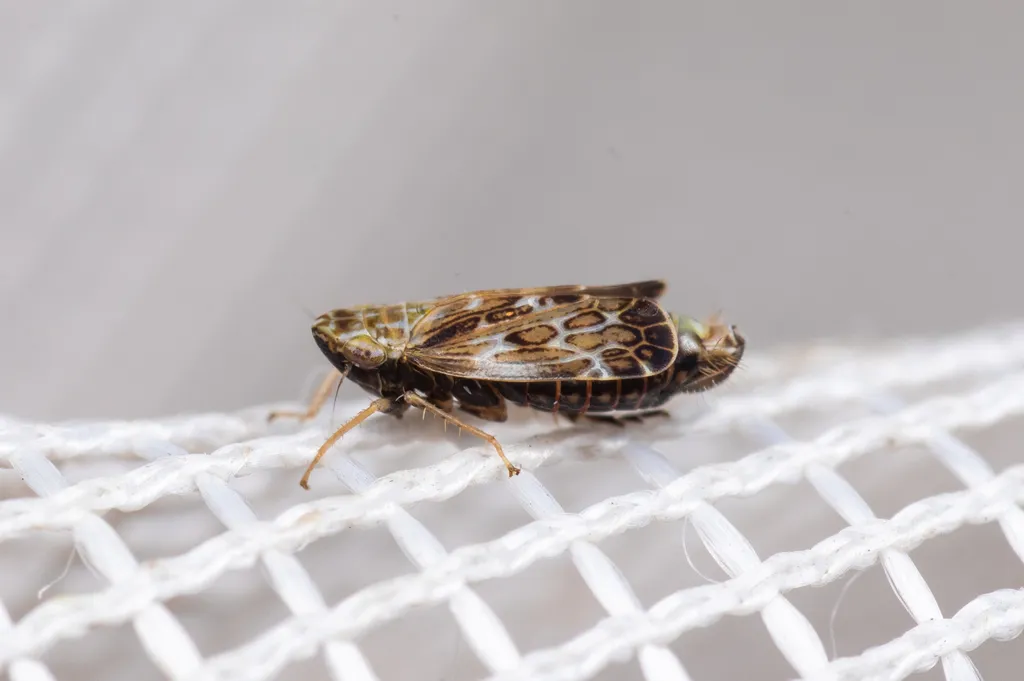 Errastunus sobrinus - photo 2