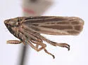 Errhomus brevis