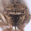 Errhomus brevis - photo 3