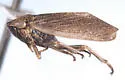 Errhomus josephi