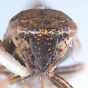 Errhomus josephi - photo 3