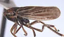 Errhomus lineatus
