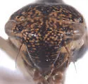 Errhomus lineatus - photo 3