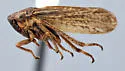 Errhomus lineatus - photo 4