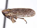 Errhomus medialis