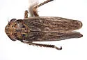 Errhomus medialis - photo 2