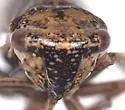 Errhomus medialis - photo 3