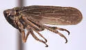 Errhomus paradoxus