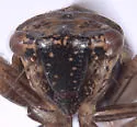 Errhomus paradoxus - photo 3