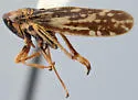 Errhomus picturatus