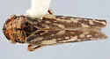 Errhomus picturatus - photo 2