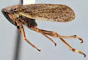Errhomus praedictus