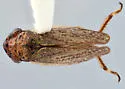 Errhomus praedictus - photo 2