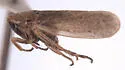 Errhomus reflexus