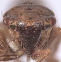 Errhomus reflexus - photo 3
