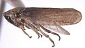 Errhomus satus