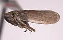 Errhomus similis