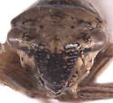 Errhomus similis - photo 3
