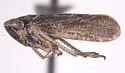 Errhomus similis - photo 4