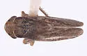 Errhomus similis - photo 5