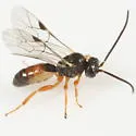 Erromenus ungulatus - Erromenus ungulatus