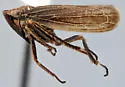 Erronus affinis