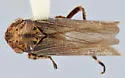 Erronus affinis - photo 2
