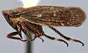 Erronus bracatus