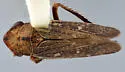 Erronus bracatus - photo 2