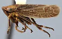 Erronus camensis