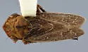 Erronus camensis - photo 2