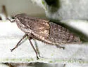 Erronus montanus