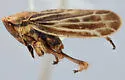 Erronus naomi