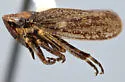 Erronus rivalis