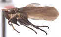 Erronus serratus