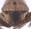 Erronus serratus - photo 3