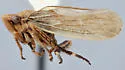 Erronus serratus - photo 4