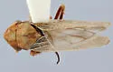 Erronus serratus - photo 5