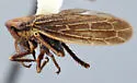 Erronus variabilis
