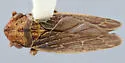 Erronus variabilis - photo 2