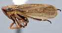 Erronus variabilis - photo 3