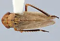 Erronus variabilis - photo 4