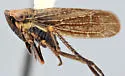 Erronus variabilis - photo 5