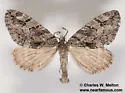 Ersephila grandipennis - Hodges#7280