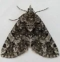 Ersephila grandipennis - Hodges#7280 - photo 2